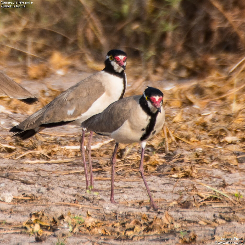 Black-headed Lapwingadult breeding, habitat, aspect, pigmentation