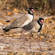 Black-headed Lapwing