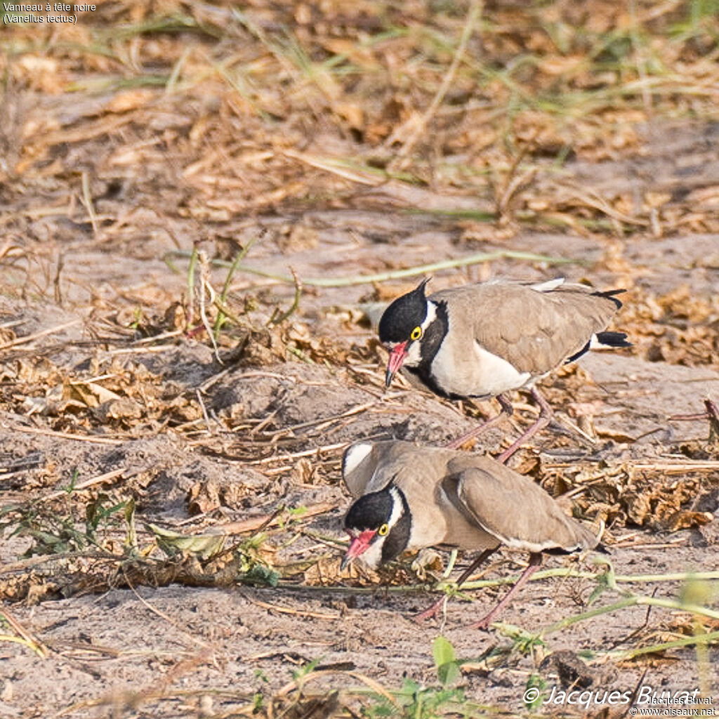 Black-headed Lapwingadult, aspect, pigmentation, mating.