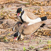 Black-headed Lapwing