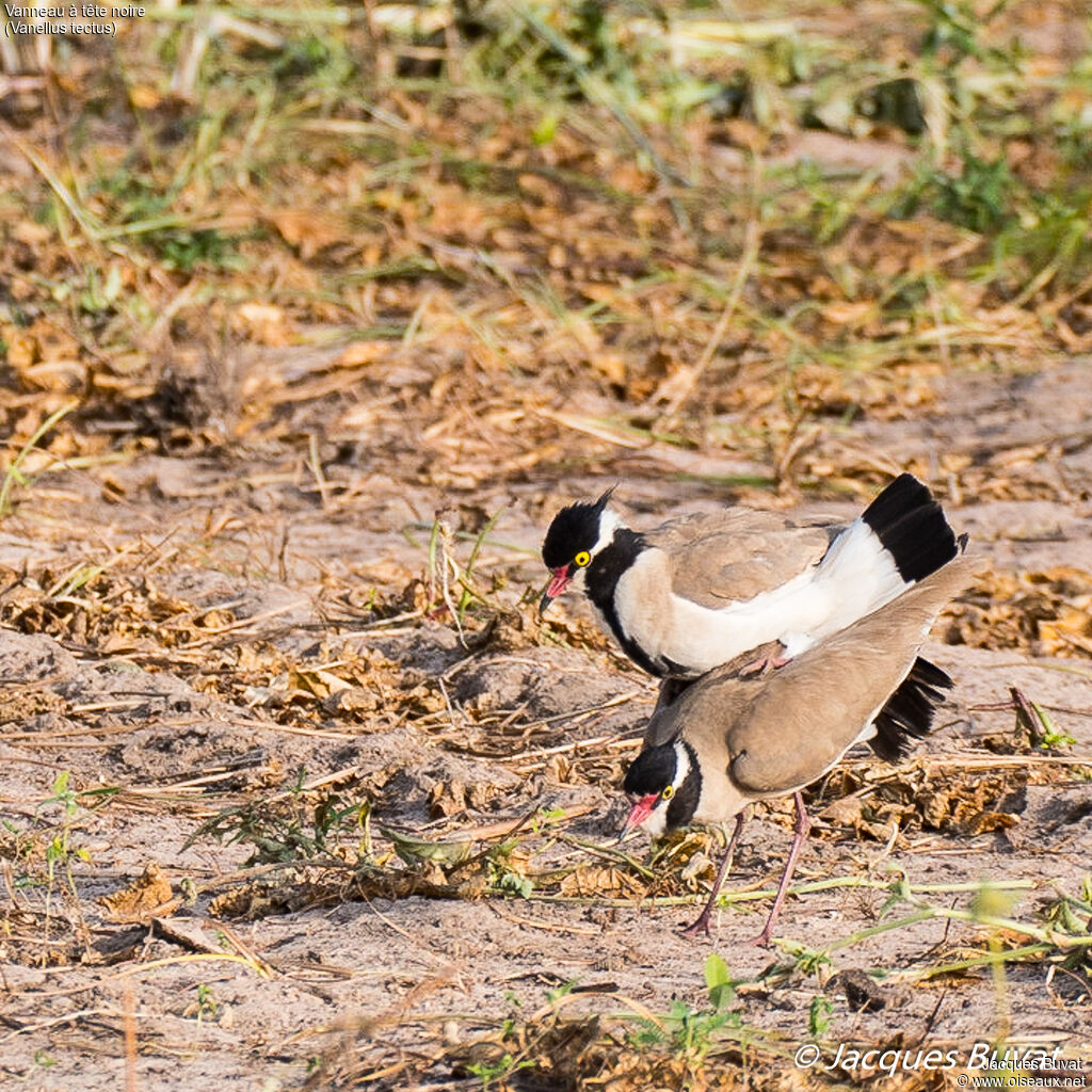 Black-headed Lapwingadult, mating.