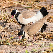 Black-headed Lapwing