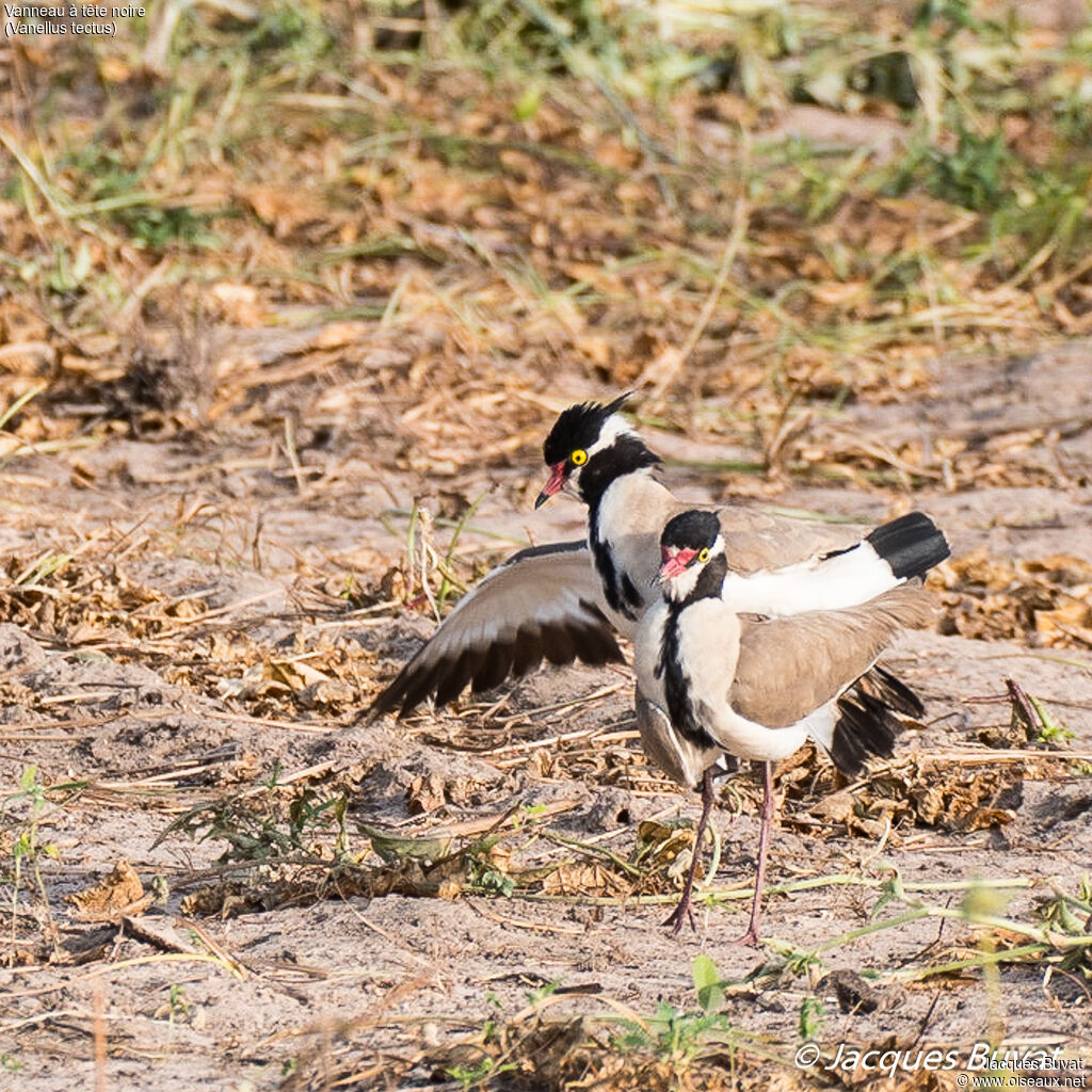 Black-headed Lapwingadult, aspect, pigmentation, mating.