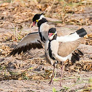 Black-headed Lapwing