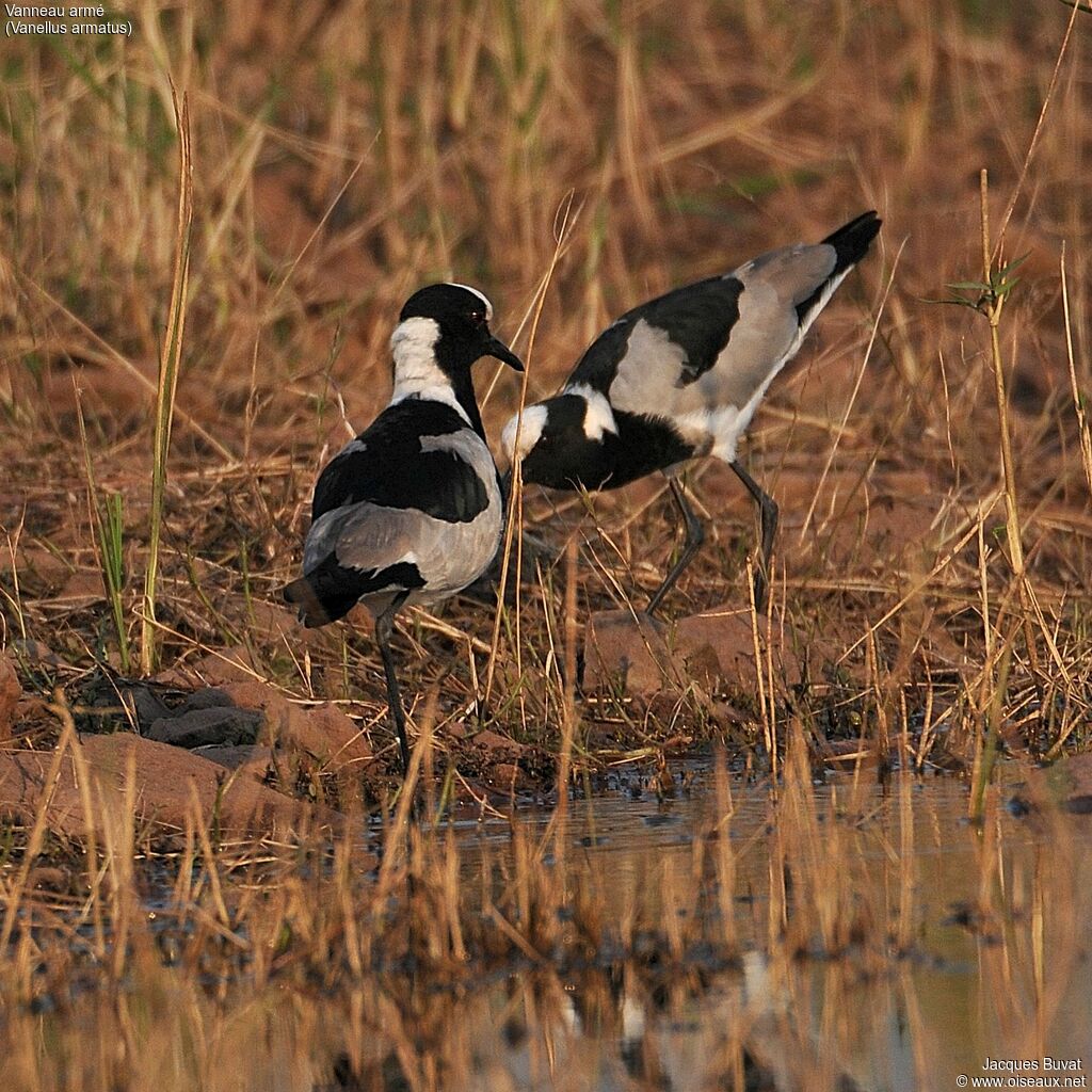 Blacksmith Lapwingadult breeding, habitat, aspect, pigmentation