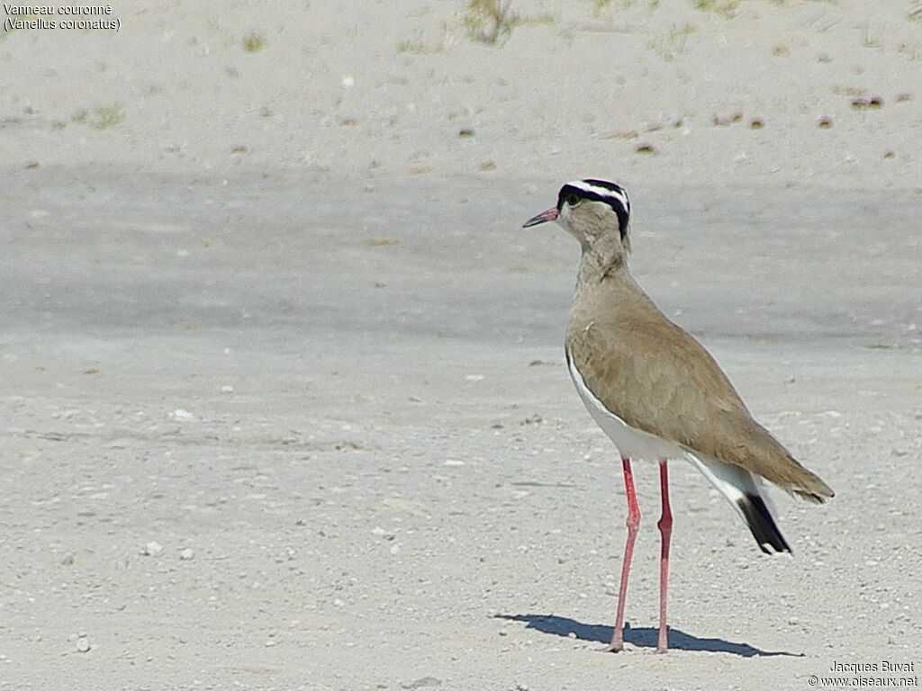 Crowned Lapwingadult