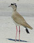 Crowned Lapwing