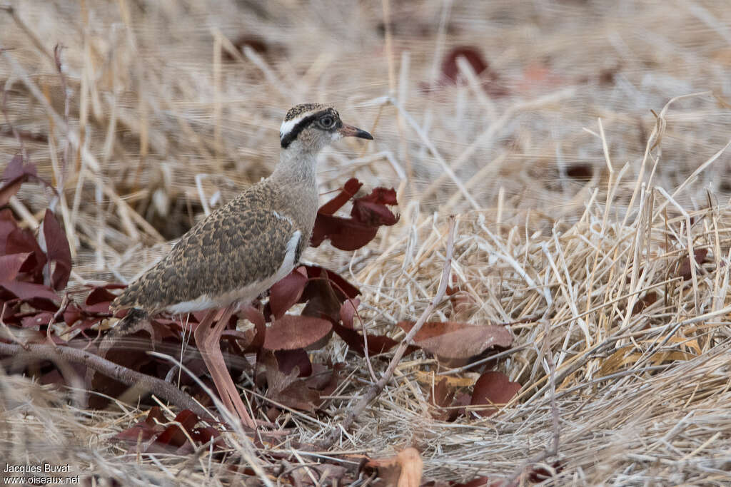 Vanneau couronnéjuvénile, identification