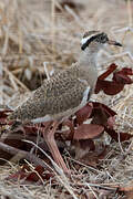 Crowned Lapwing