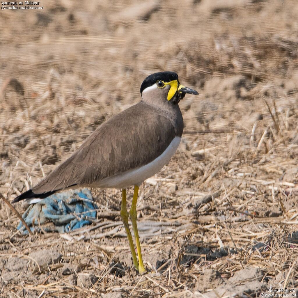 Yellow-wattled Lapwingadult, close-up portrait, aspect, pigmentation