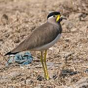 Yellow-wattled Lapwing