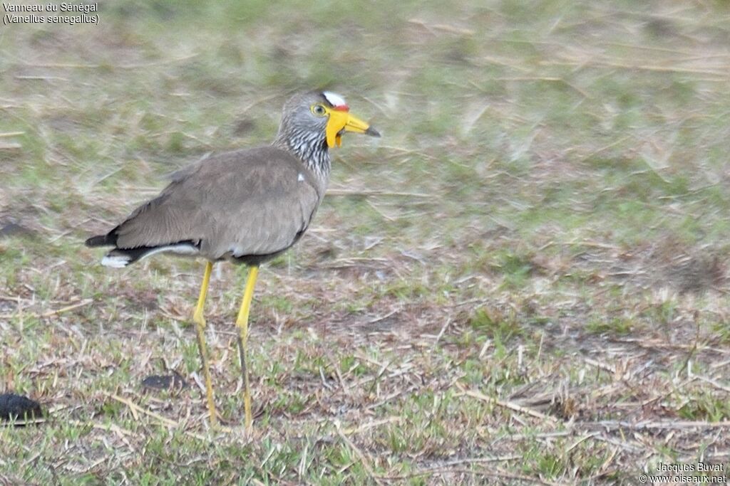 African Wattled Lapwingadult, identification, pigmentation