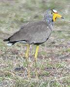 African Wattled Lapwing