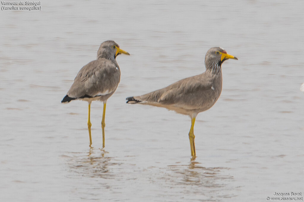 African Wattled Lapwingadult, habitat, aspect, pigmentation