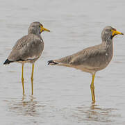 African Wattled Lapwing