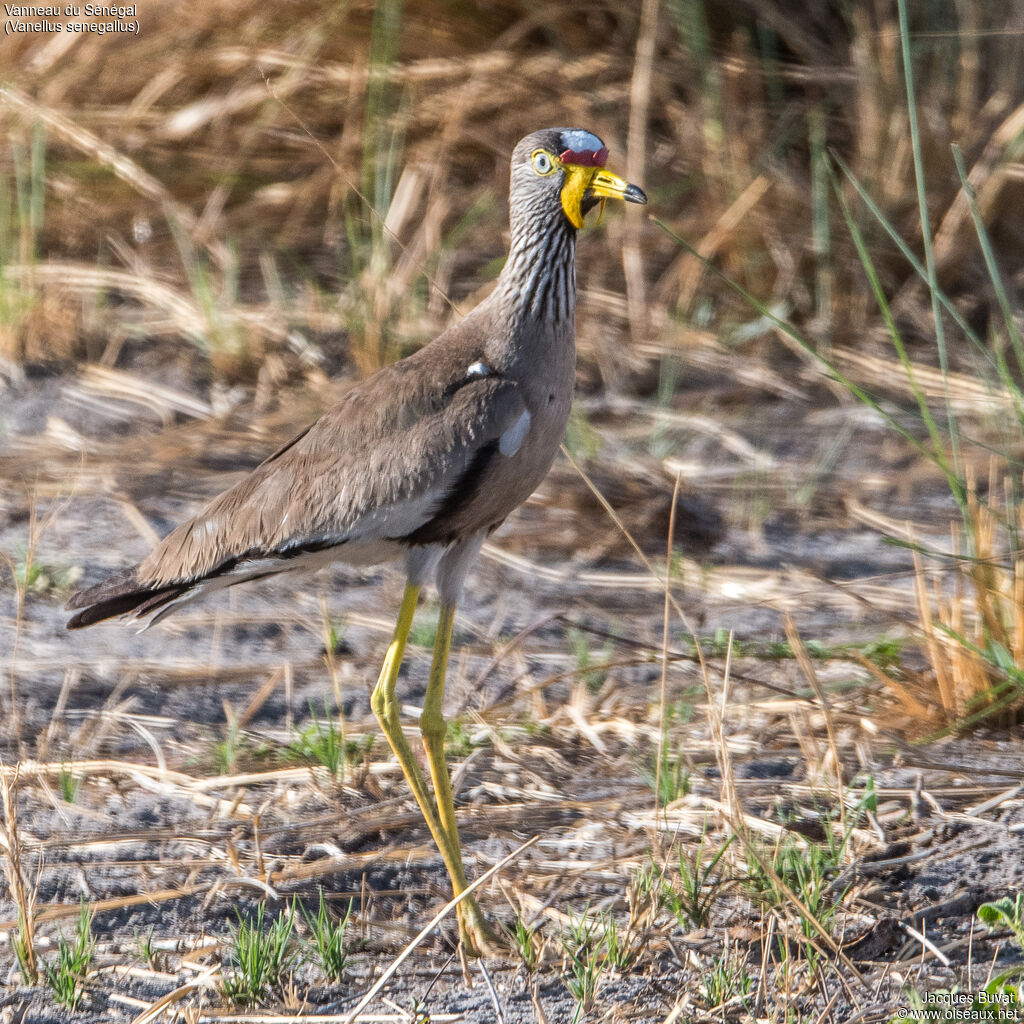 African Wattled Lapwingadult, identification, pigmentation, walking