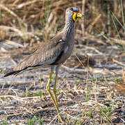 African Wattled Lapwing