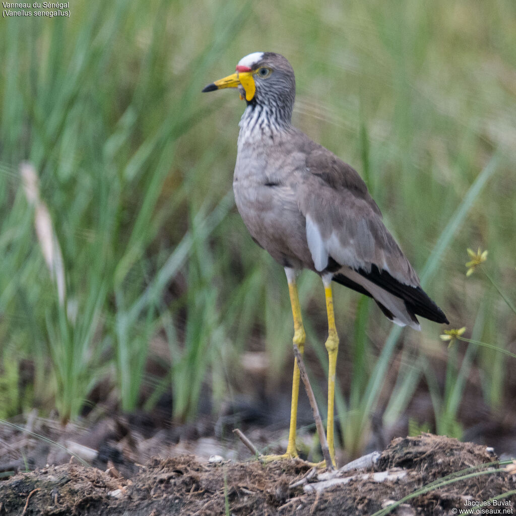 African Wattled Lapwingadult, identification, aspect, pigmentation