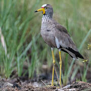 African Wattled Lapwing