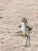 Spur-winged Lapwing