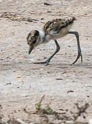 Spur-winged Lapwing