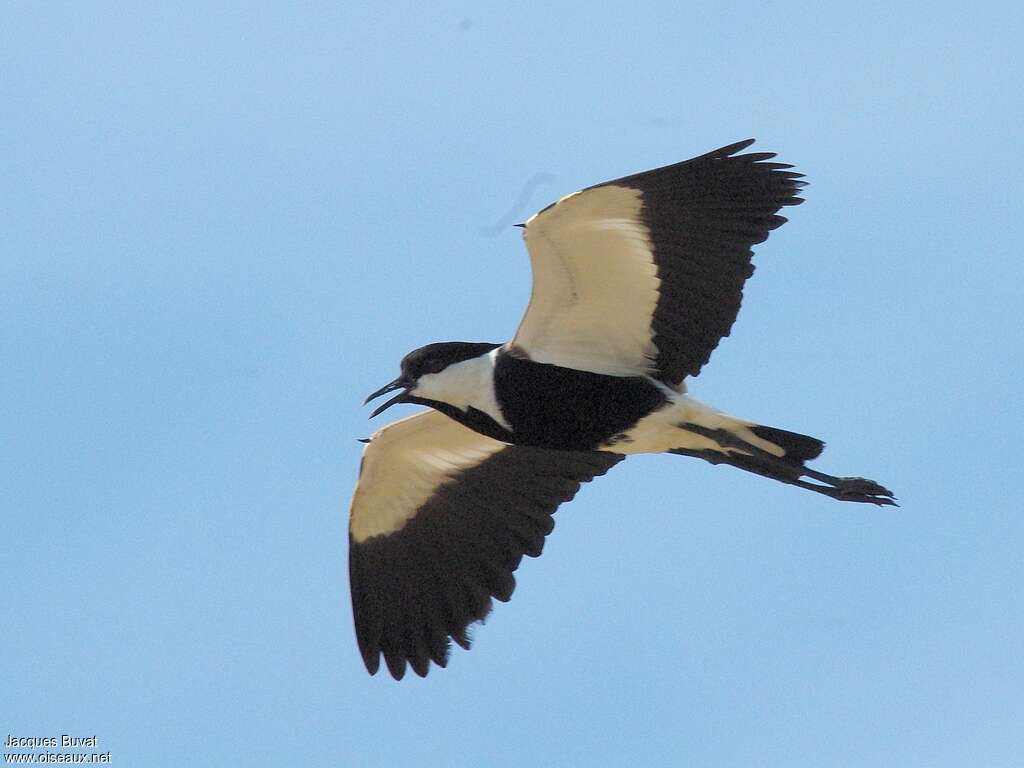 Spur-winged Lapwingadult, aspect, pigmentation, Flight