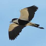 Spur-winged Lapwing