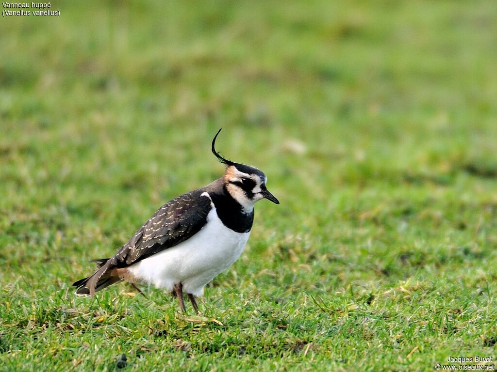 Northern Lapwing male adult breeding, habitat, aspect, pigmentation