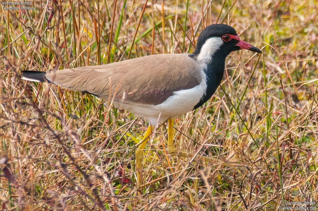 Red-wattled Lapwingadult, identification, aspect, pigmentation