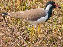 Red-wattled Lapwing