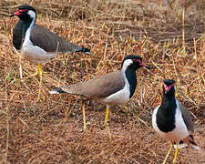 Red-wattled Lapwing