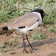 River Lapwing