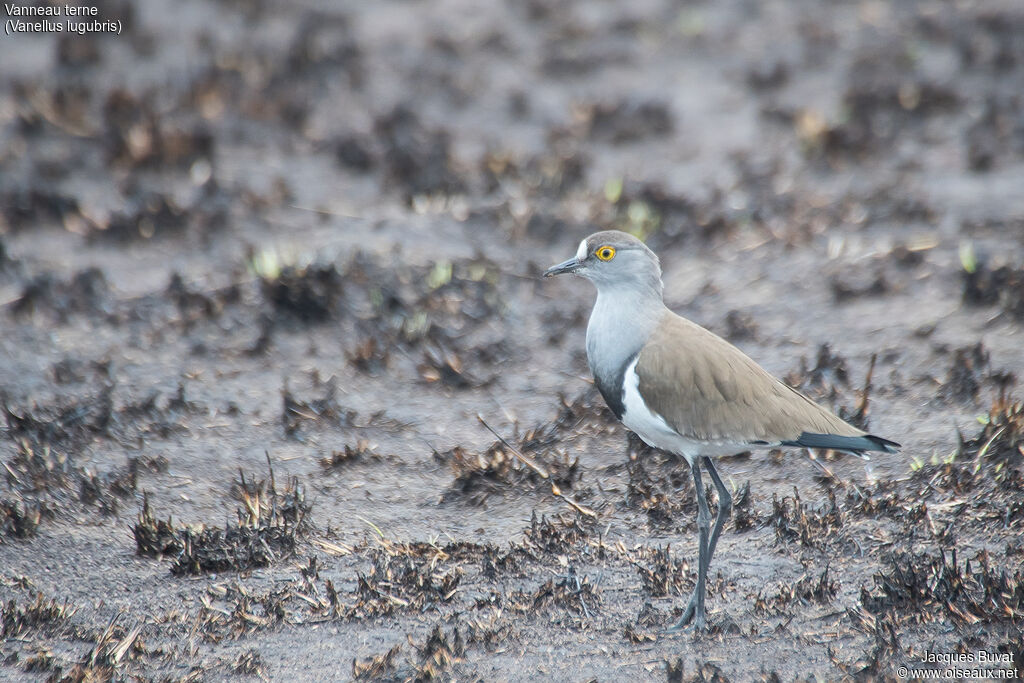 Senegal Lapwingadult