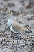 Senegal Lapwing