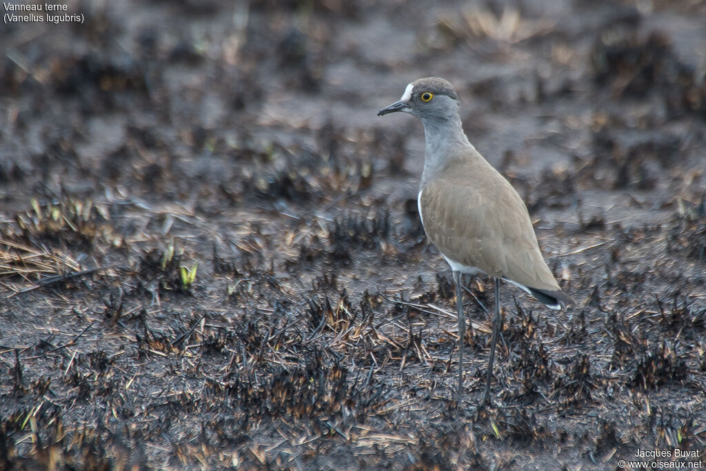 Senegal Lapwingadult