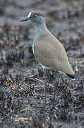 Senegal Lapwing