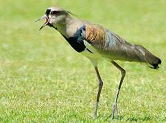 Southern Lapwing