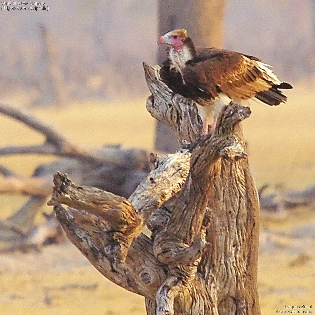 Vautour à tête blancheadulte, portrait, composition, pigmentation