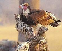 White-headed Vulture