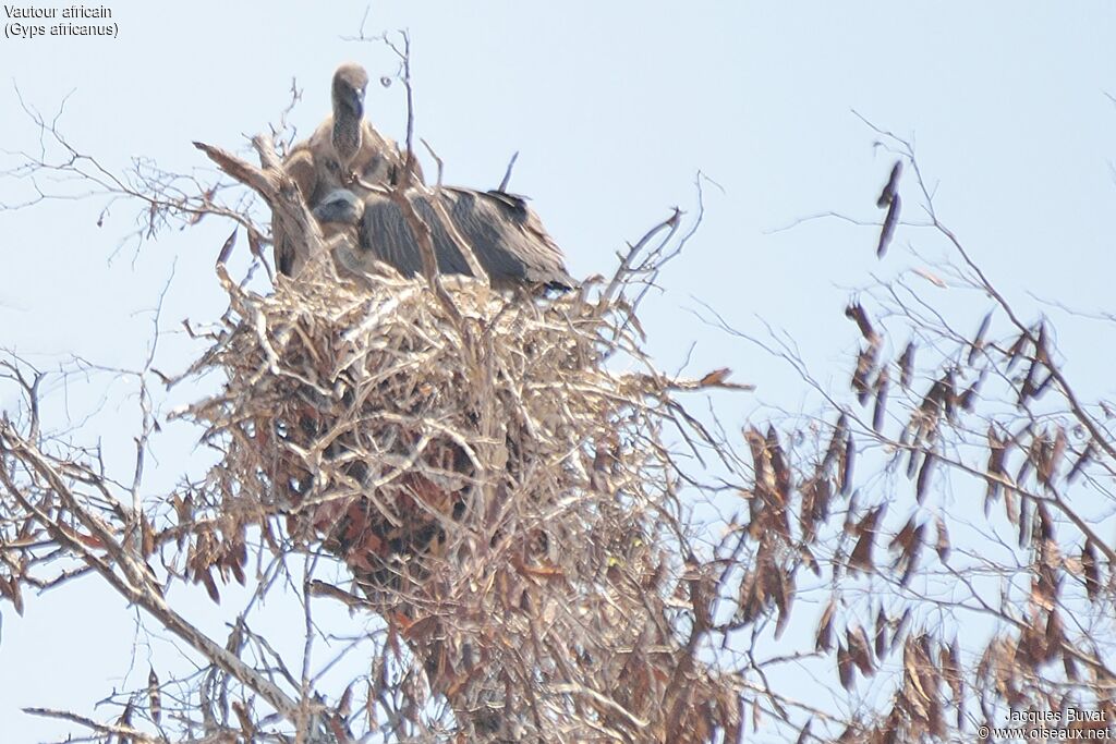 White-backed Vulture, identification, close-up portrait, aspect, pigmentation, Reproduction-nesting