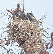 White-backed Vulture