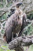 White-backed Vulture