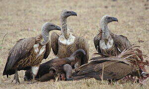 White-backed Vulture