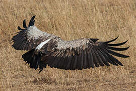 White-backed Vulture