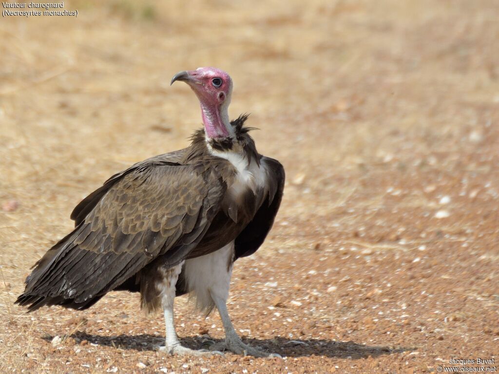 Vautour charognardadulte