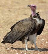 Hooded Vulture