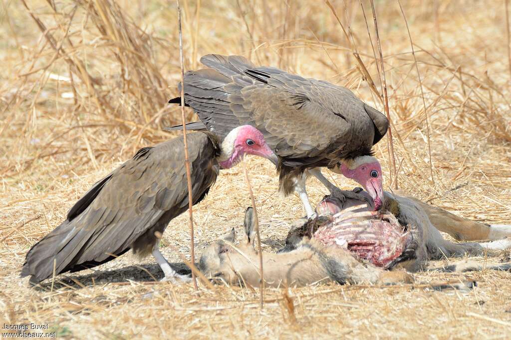 Vautour charognardadulte, mange