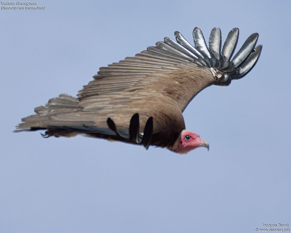 Vautour charognard