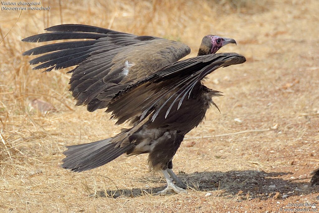 Vautour charognard1ère année