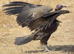 Hooded Vulture